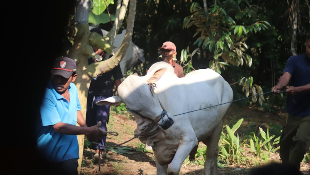 Bukan Soal Besar atau Gemuk, Ini Cara Memilih Hewan Qurban yang Benar Menurut Islam